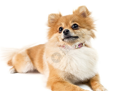 可爱的波美拉尼狗白对白白色照片动物颜色小狗棕色宠物纯种狗犬类影棚图片
