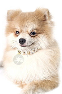 可爱的波美拉尼狗白对白影棚小狗照片宠物纯种狗动物颜色白色棕色犬类图片