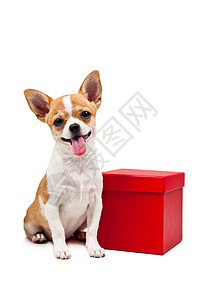 红箱旁边的波美拉尼狗白色礼品盒玩具毛皮小狗红色尾巴礼物猎犬展示图片