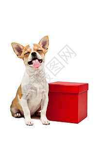 红箱旁边的波美拉尼狗尾巴玩具毛皮展示礼品盒礼物红色小狗猎犬白色图片