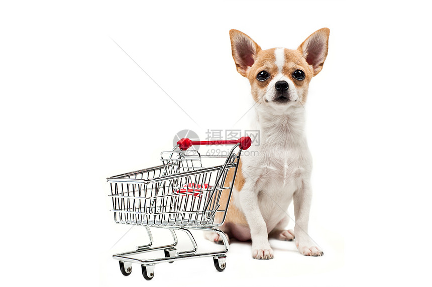 一辆空购物车旁边的波美拉尼狗尾巴大车白色毛皮红色小狗犬类猎犬购物玩具图片