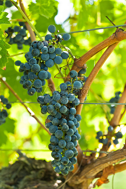 在夏日阳光下收割之前就拔葡萄叶子酒厂食物葡萄园国家紫色晴天水果藤蔓蓝色图片