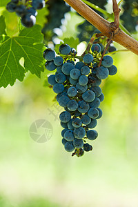 在夏日阳光下收割之前就拔葡萄蓝色食物葡萄园国家藤蔓紫色酒厂植物爬坡晴天图片