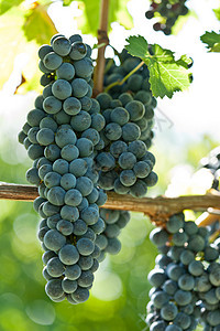 在收割前就开红酒葡萄叶子葡萄园晴天阳光收成爬坡紫色水果酒厂蓝色图片
