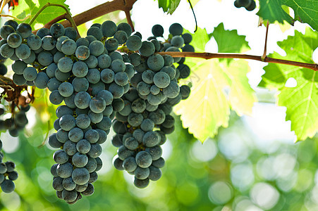 在收割前就开红酒葡萄爬坡藤蔓叶子水果收成酒厂食物葡萄园植物国家图片