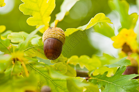 秋天成熟的橡树果实环境种子橡木绿色水果生长居住森林坚果棕色图片