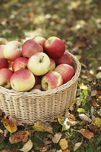 苹果草地花园水果收成园艺收获柳条篮子红色图片