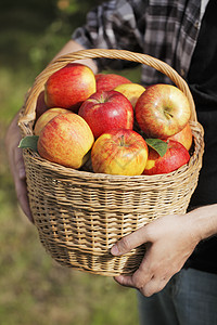 苹果收获柳条收成水果农民园艺篮子采摘图片