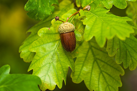 秋天成熟的橡树果实植物棕色坚果木头种子森林橡木植物学叶子水果图片
