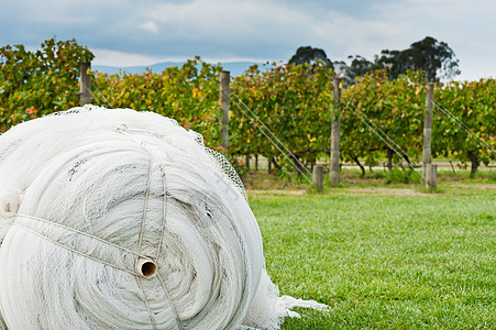 保护成熟葡萄的覆盖网套图片
