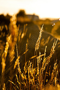 青草在美丽的日落中照亮图片