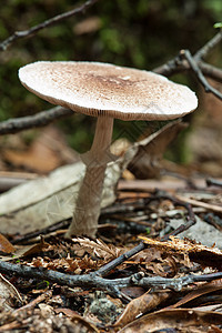 野林蘑菇绿色环境荒野木头树木植物森林苔藓植物群季节图片