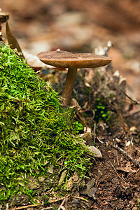 野林蘑菇植物群树木荒野苔藓绿色植物季节环境森林木头图片