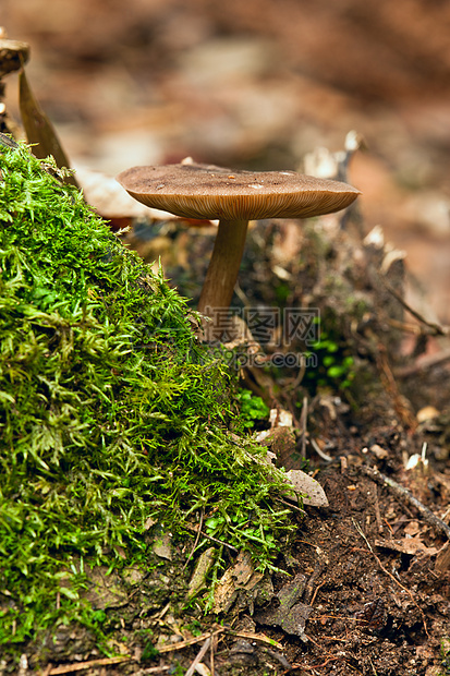 野林蘑菇植物群树木荒野苔藓绿色植物季节环境森林木头图片