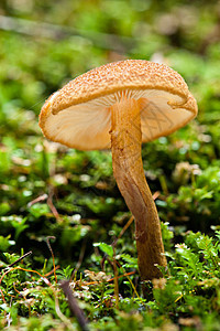 野林蘑菇苔藓森林树木季节绿色荒野环境植物群木头植物图片