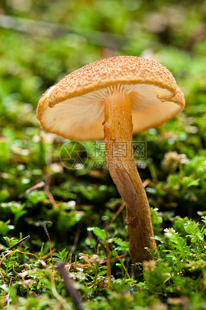 野林蘑菇苔藓森林树木季节绿色荒野环境植物群木头植物图片
