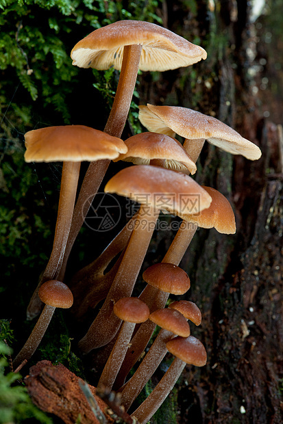 野林蘑菇荒野木头树木环境苔藓森林植物群植物绿色季节图片