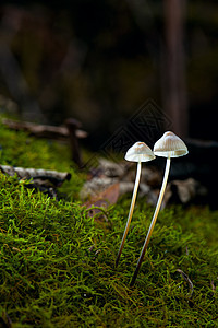 野林蘑菇植物植物群环境森林苔藓荒野木头绿色季节树木图片