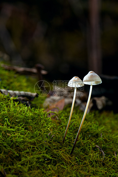 野林蘑菇植物植物群环境森林苔藓荒野木头绿色季节树木图片