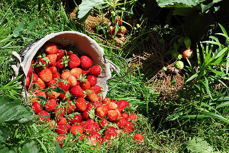 新鲜的草莓 放在篮子里流动食物养分食欲小吃团体甜点饮食富裕水果背景图片