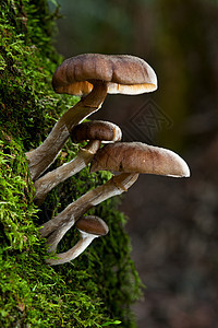 野林蘑菇植物群苔藓环境树木森林绿色荒野木头植物季节图片