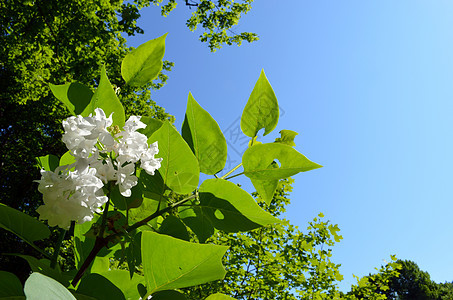 白银花朵和青蓝天空绿绿图片