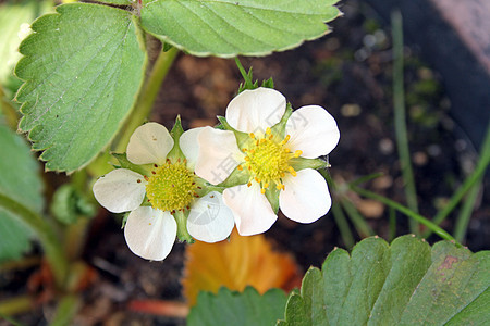 草莓花浆果食物植物群饮食农场宏观花瓣叶子季节甜点图片