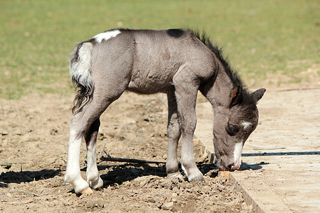 灰色婴儿小马图片