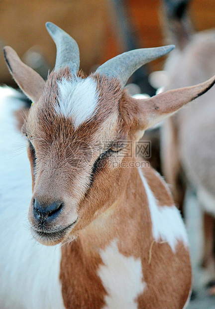 山羊草地场地家畜哺乳动物牛角胡子眼睛农场农业耳朵图片