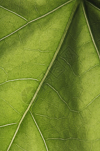 叶子宏观静脉绿色背景图片