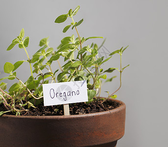 奥里根诺语Name草本草本植物植物生长盆栽图片