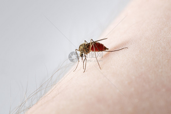 蚊虫皮肤蚊子昆虫瘙痒吮吸图片