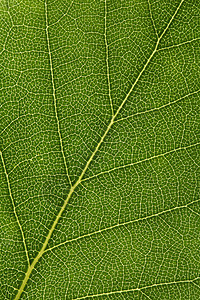 树叶纹理对角线宏观叶子静脉绿色背景图片