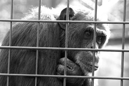 猴子在笼中思考图片