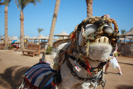 骆驼哺乳动物太阳单峰骑术游客运输大篷车荒野海滩天空图片