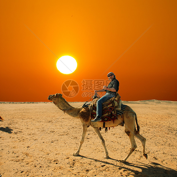 沙漠中的骆驼和骆驼游客旅行运输旅游骑术天空哺乳动物冒险女孩大篷车图片