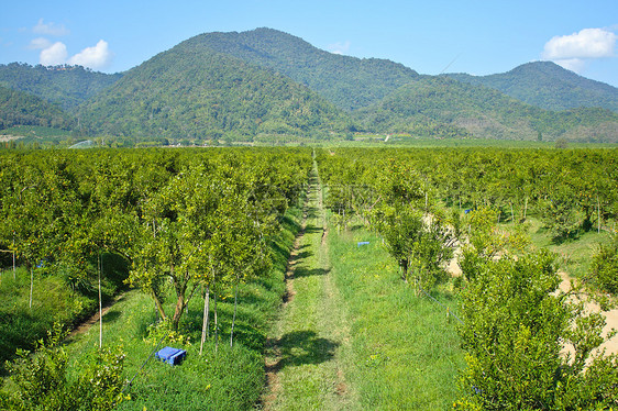 橙木林生长种植者热带花园收成水果橙子叶子果汁食物图片