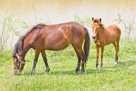 两匹马自由动物农场草地野生动物宠物速度运动场地植物群图片