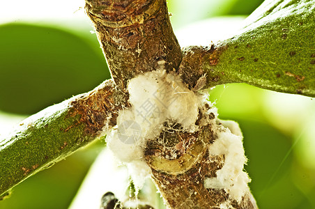 微细虫白色叶子臭虫黑色羊毛漏洞宏观甲虫昆虫野生动物图片