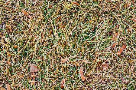 青草和叶子上覆满了霜天空美丽草地场地季节场景植物问候语水晶生长图片