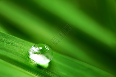 大水滴雨滴草地生长树叶宏观阳光反射气候草本植物刀刃图片