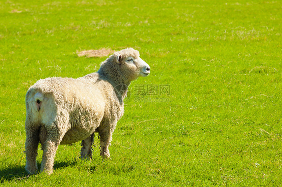 绿地的羊群农场动物农业场地哺乳动物牧场农田羊肉农村场景图片