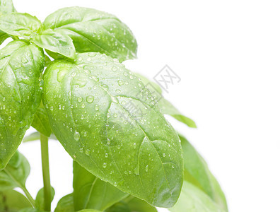 Basil 叶子白色美食植物草本食物味道香料草本植物香气烹饪图片