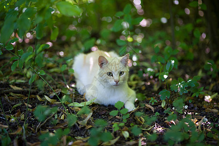 猫王连体男性毛皮晶须生活注意力眼睛耳朵食肉猫科动物图片