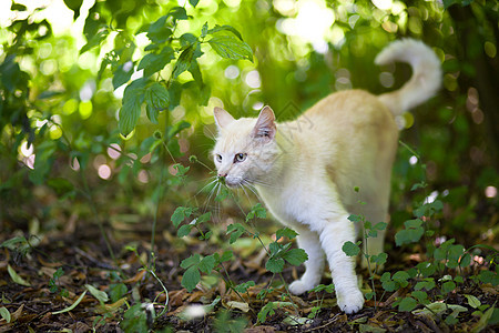 猫王动物男性短发食肉橙子头发小猫耳朵眼睛宠物图片