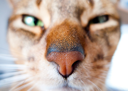 猫王生活眼睛毛皮注意力连体宠物食肉男性动物晶须图片