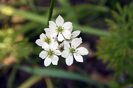 砷卡片植物学花瓣叶子植物群茉莉花花束宏观热带图片