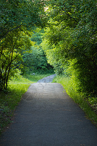 自然轨迹分支机构车道风景小路植被阳光晴天林地胡同季节图片