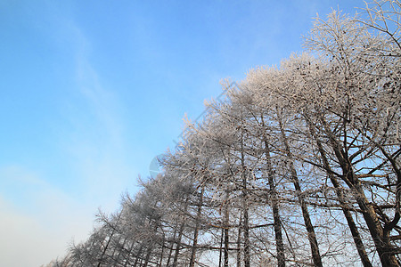 雪雪田阳光白色天空雪原场地蓝色季节图片