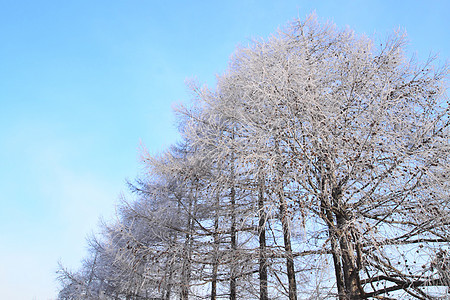 雪雪田雪原阳光白色蓝色季节天空场地图片